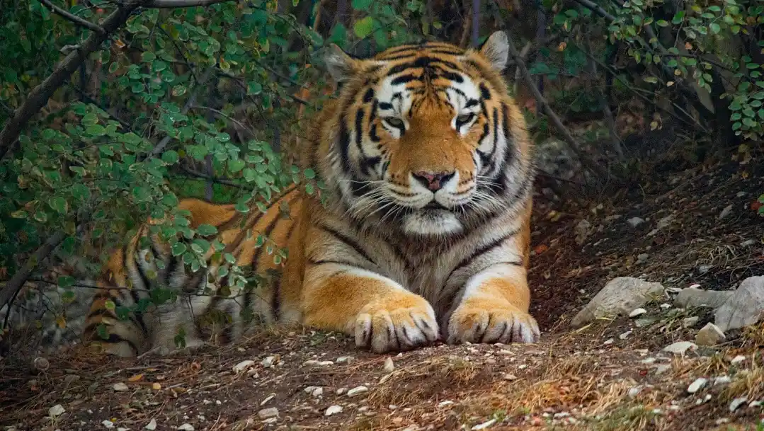 Парк Тигров Пхукет